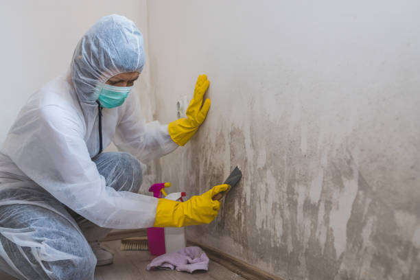 Professional Mold Remediation in Bernalillo, NM