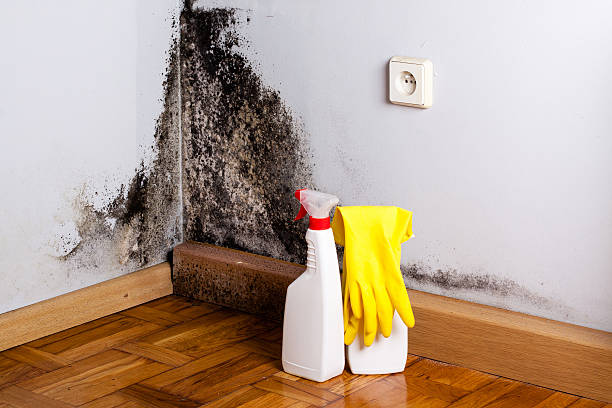 Best Attic Mold Remediation in Bernalillo, NM