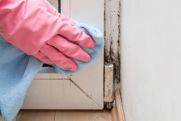 Best Insurance-Related Mold Remediation in Bernalillo, NM
